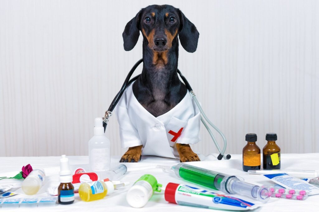 Veterinarian administering compounded medication to pet