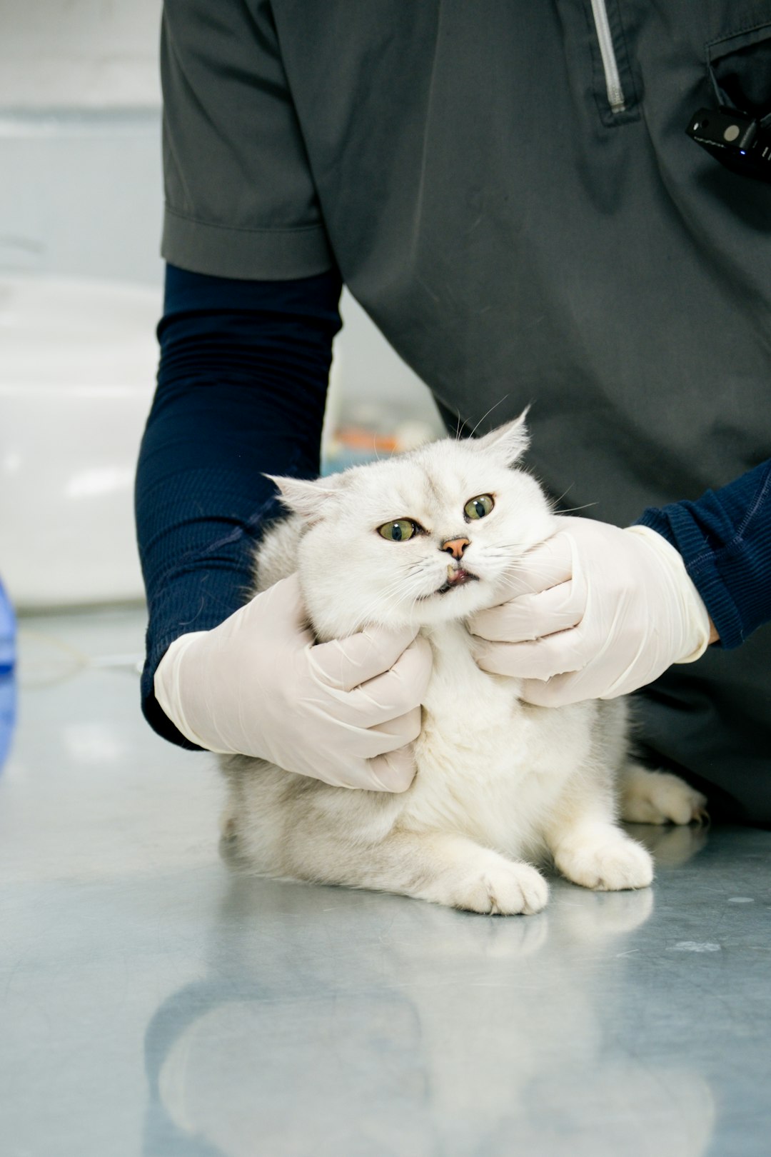 Veterinary compounding pharmacy pet cat care and medication